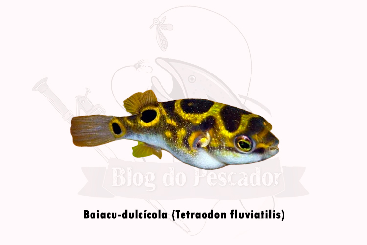 baiacu-dulcicola (tetraodon fluviatilis)