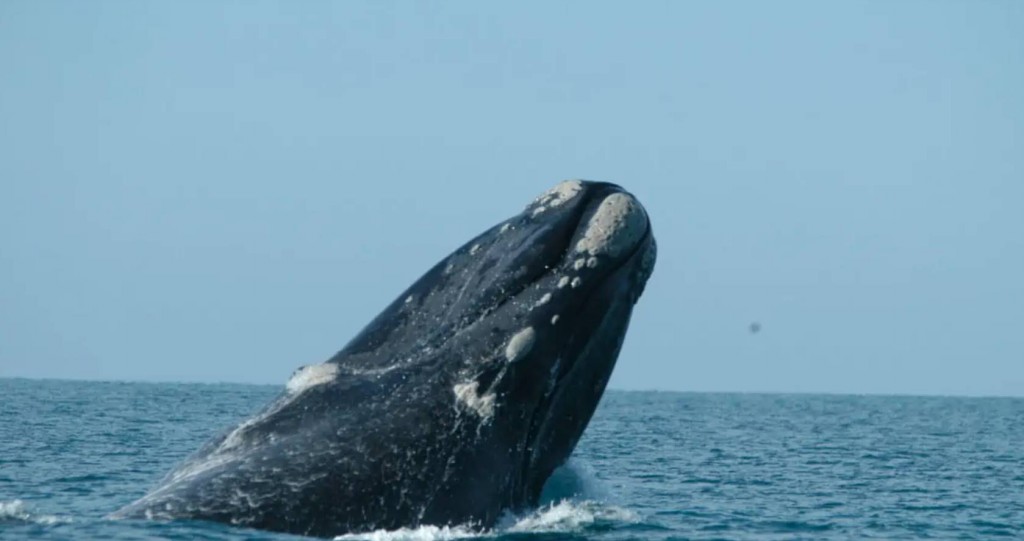 baleia franca austral
