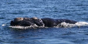baleia franca austral