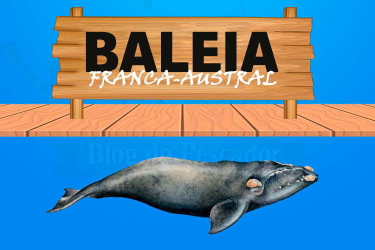 baleia franca austral