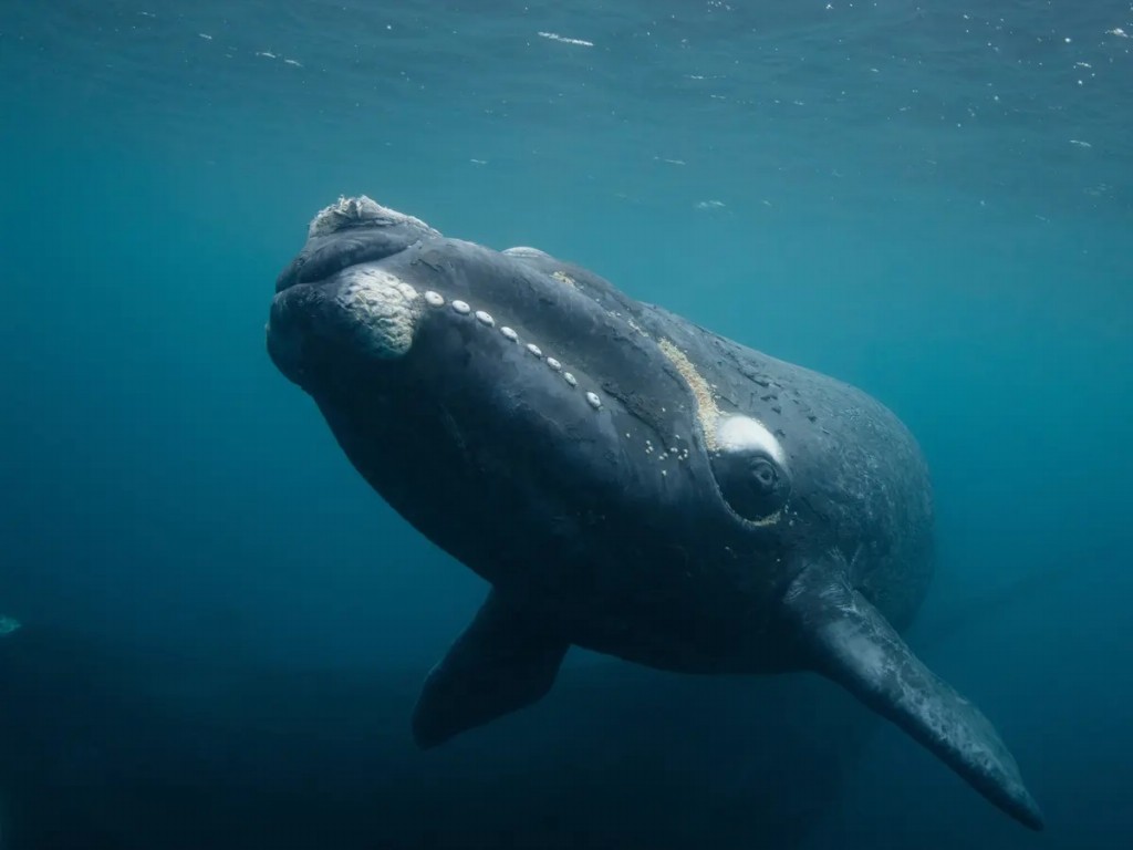 baleia-franca-austral
