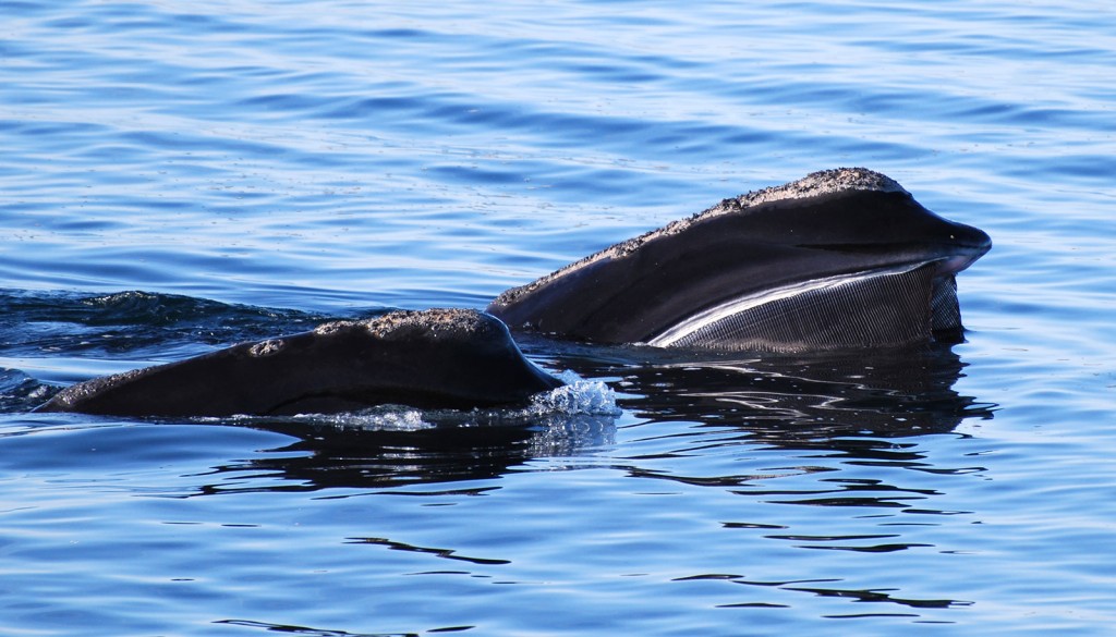 baleia-franca-do-atlantico-norte