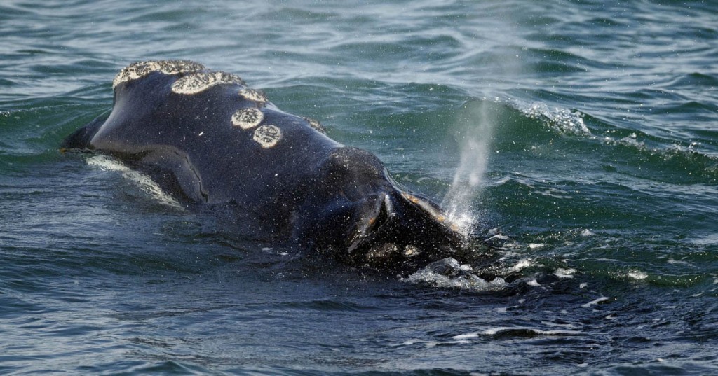 baleia-franca-do-atlantico-norte