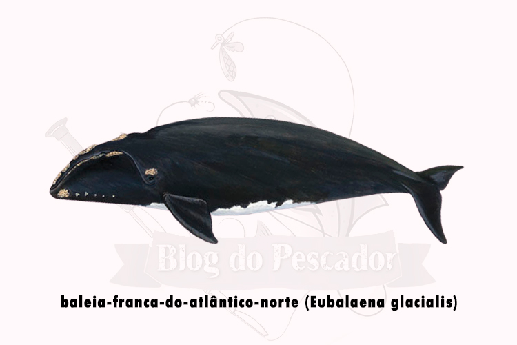 baleia-franca-do-atlantico-norte (eubalaena glacialis)