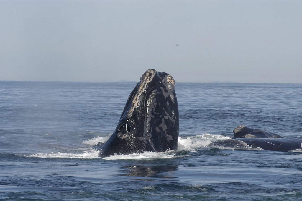 baleia-franca-do-atlântico-norte