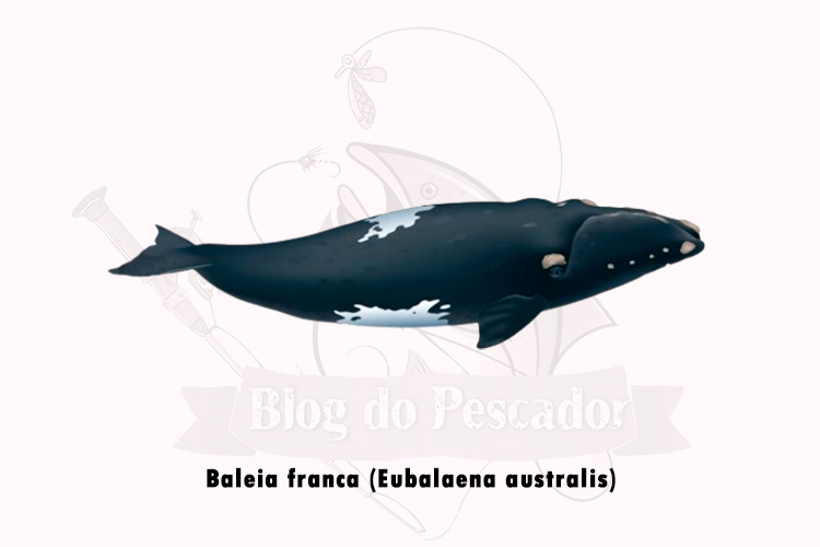 baleia franca (eubalaena australis)