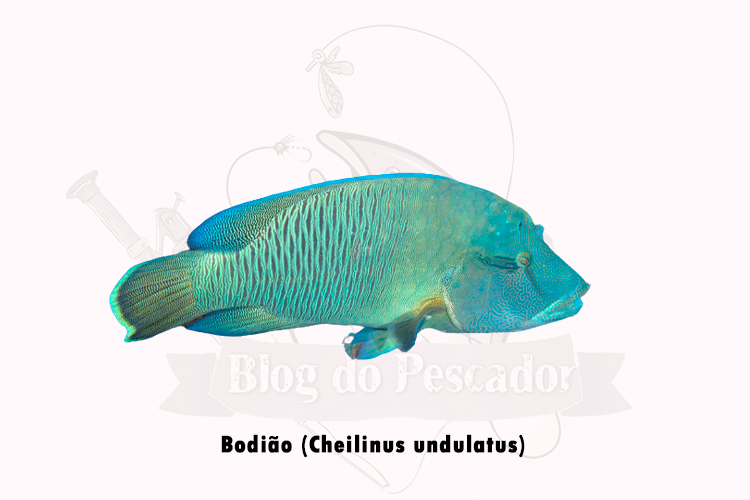 bodiao ( cheilinus undulatus)