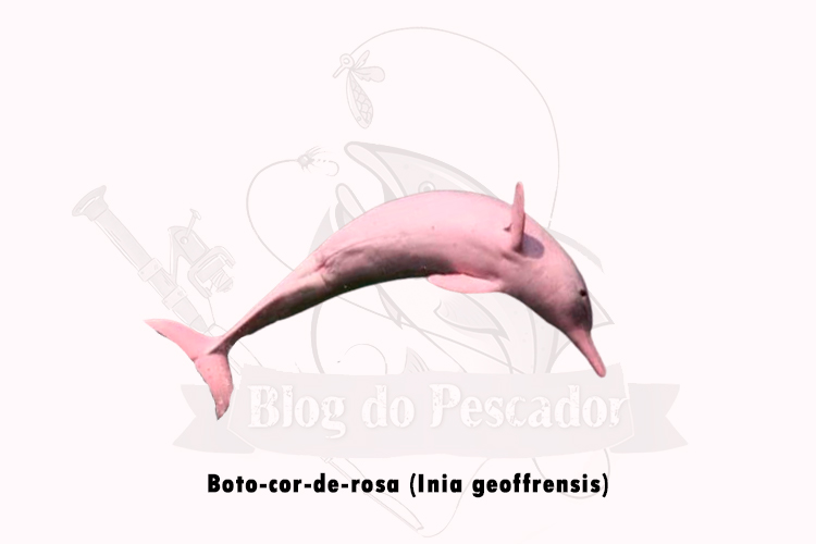 boto-cor-de-rosa (Inia geoffrensis)