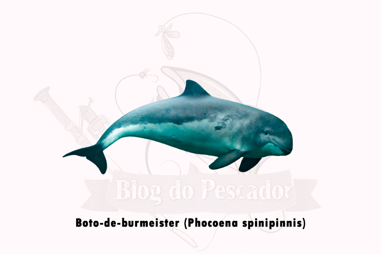 boto-de-burmeister (phocoena spinipinnis)