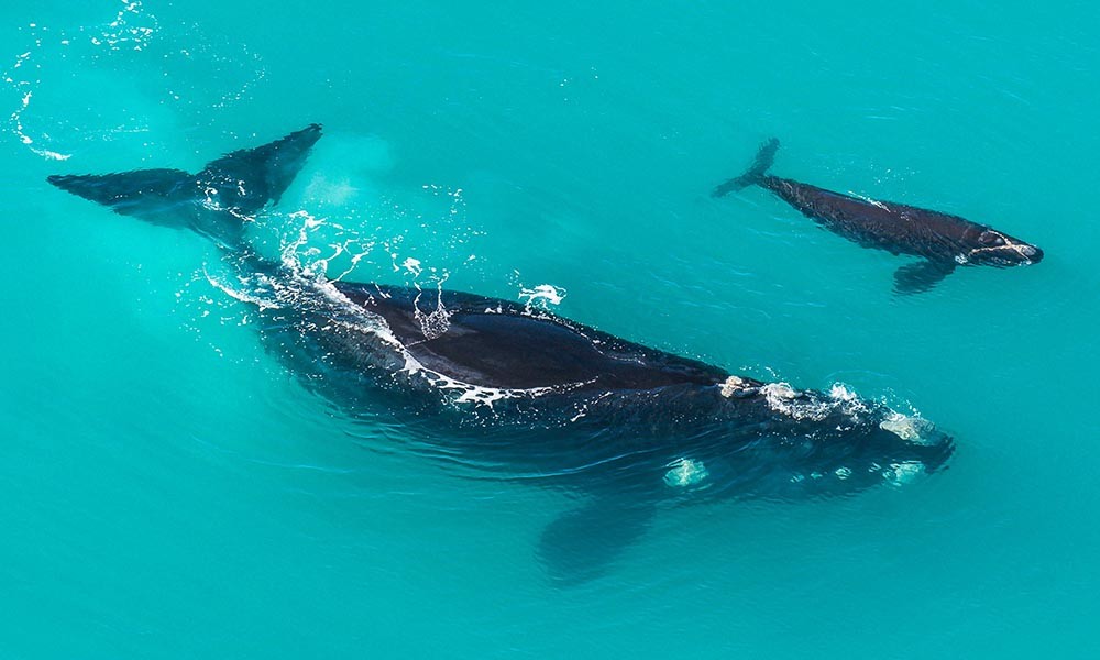 características da baleia franca austral