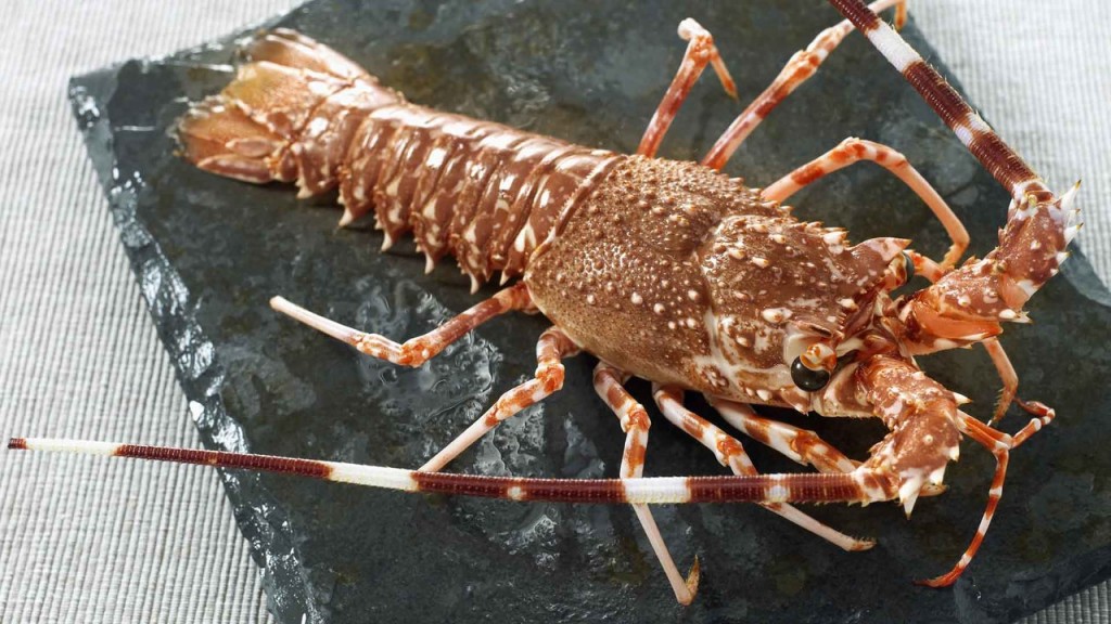 características da lagosta-gigante