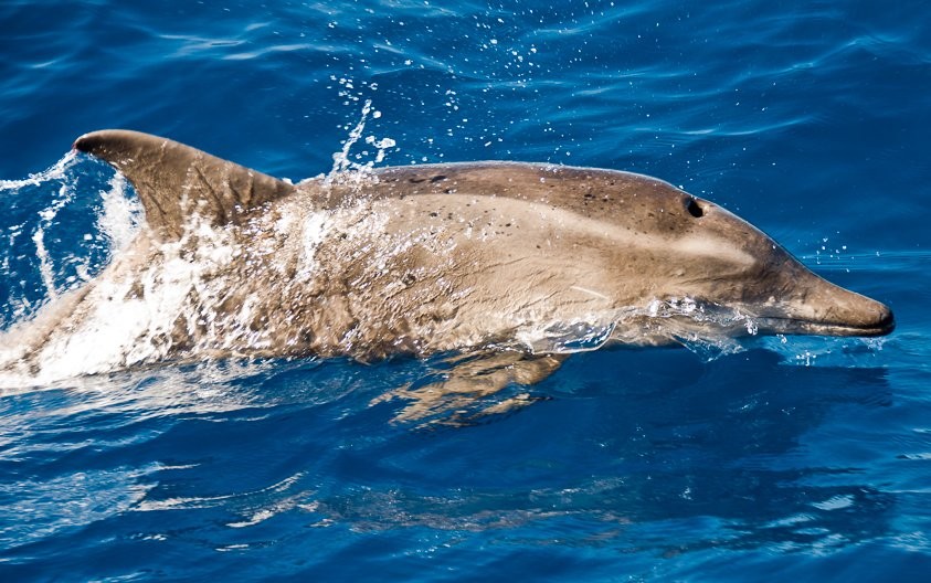 caracteristicas do golfinho-bicudo