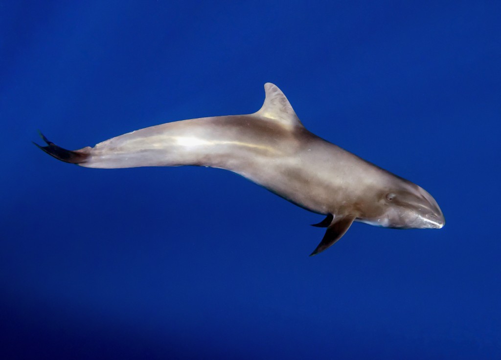 caracteristicas do golfinho-cabeça-de-melão