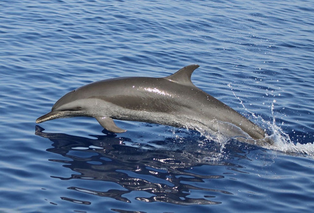 caracteristicas do golfinho-de-fraser