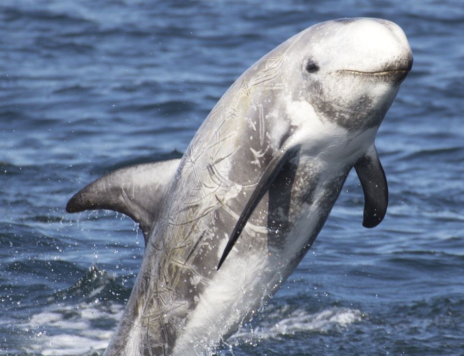 características do golfinho-de-risso