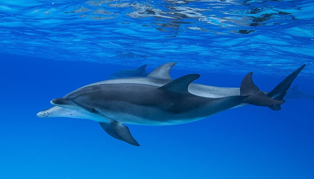 características do golfinho-nariz-de-garrafa