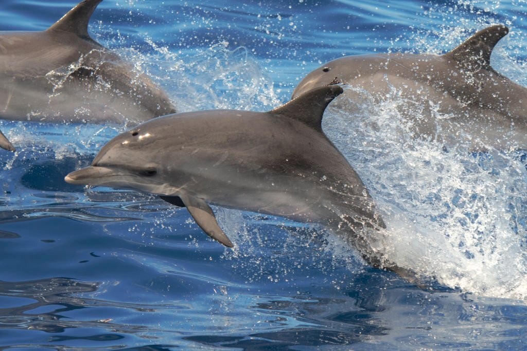 caracteristicas do golfinho-pintado-do-atlântico