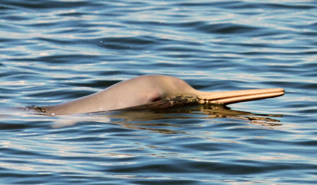 caracteristicas do golfinho-pontoporia