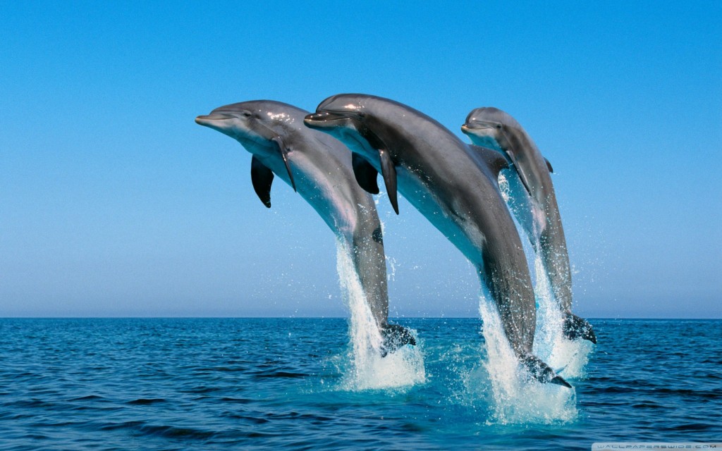 caracteristicas do golfinhos-pintados-pantropical