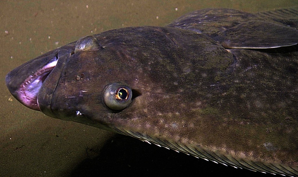 características do peixe alabote