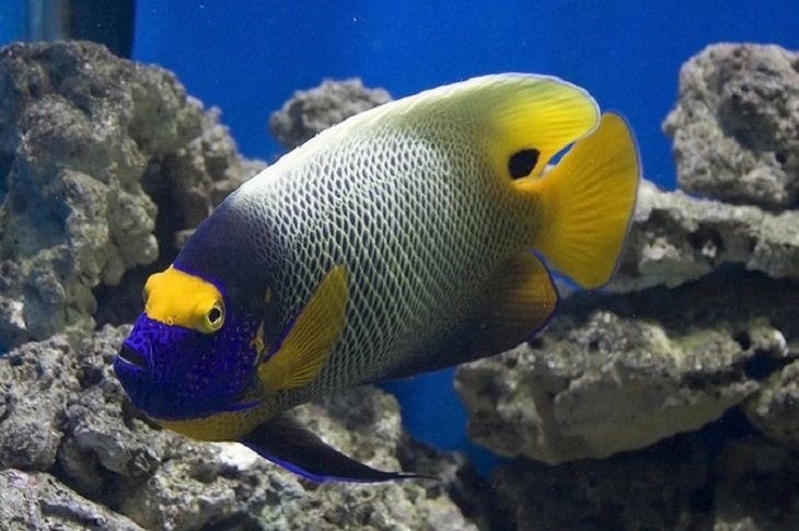 características do peixe-anjo-de-face-azul