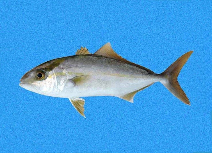 características do peixe arabaiana
