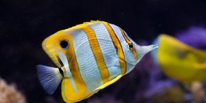 características do peixe borboleta-bicuda