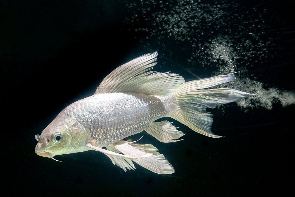 características do peixe carpa platinum