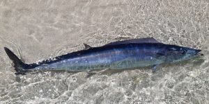 características do peixe cavala-wahoo