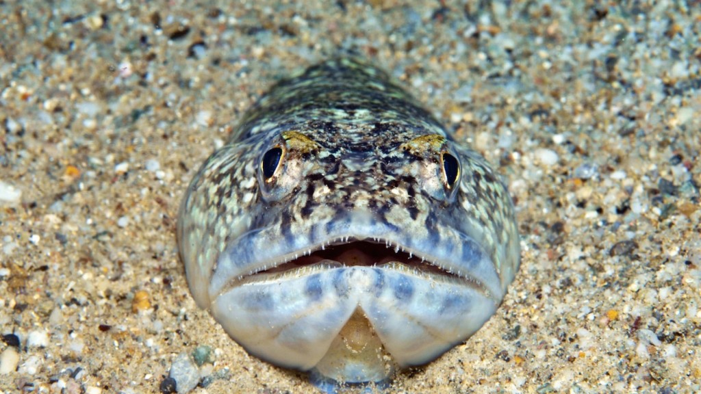 características do peixe-lagarto
