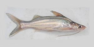 caracteristicas do peixe mandi-bagre