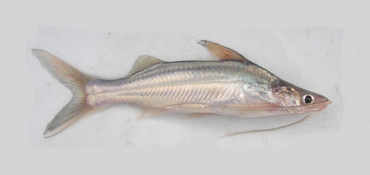 caracteristicas do peixe mandi-bagre