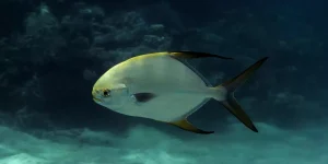 características do peixe pampo galhudo