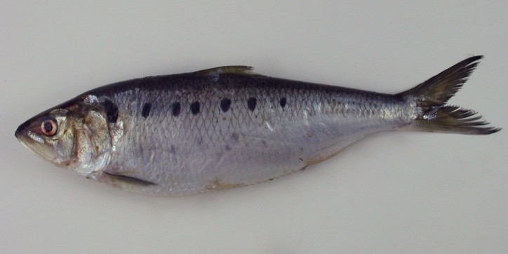características do peixe savelha