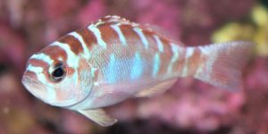 caracteristicas do peixe serranus tortugarum