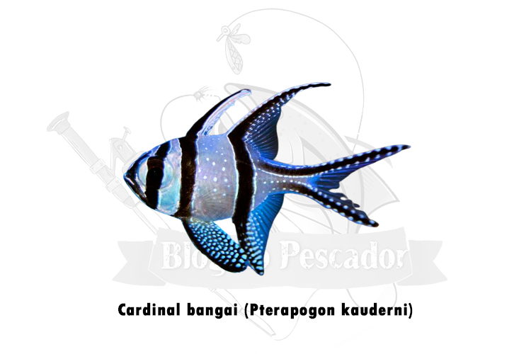 cardinal bangai (pterapogon kauderni)