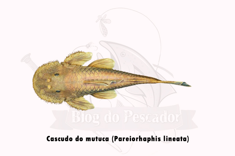 cascudo do mutuca ( pareiorhaphis lineata)