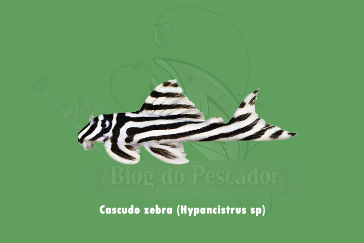 cascudo zebra ( hypancistrus sp.)