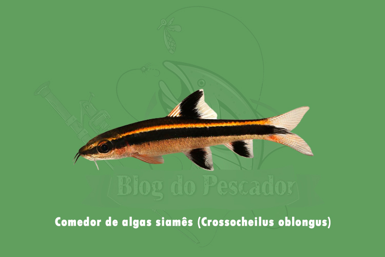 comedor de algas siames (crossocheilus oblongus)