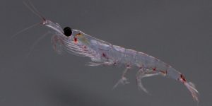 comportamento do krill