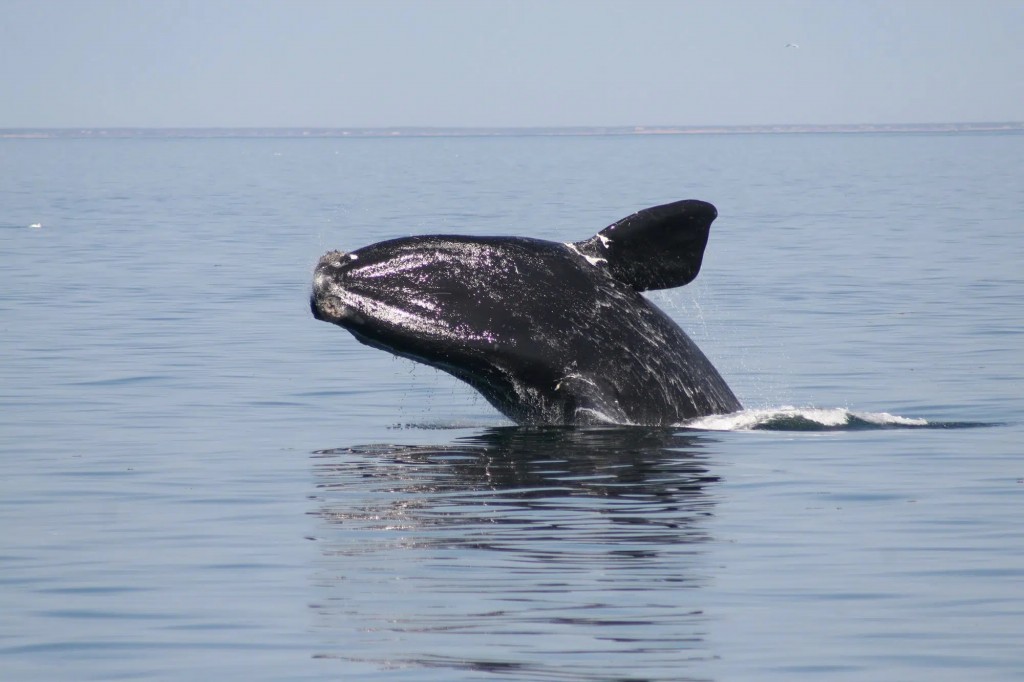 conservacao das especies de baleias franca
