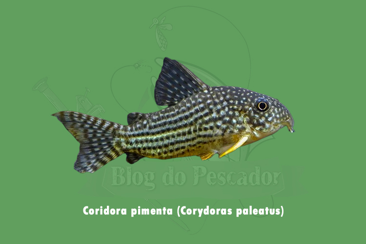 coridora pimenta ( Corydoras paleatus)