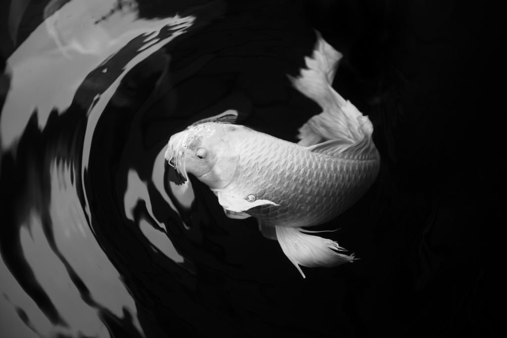 criacao do peixe carpa platinum em aquario