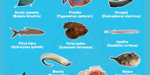 peixes-mais-perigosos-do-mundo