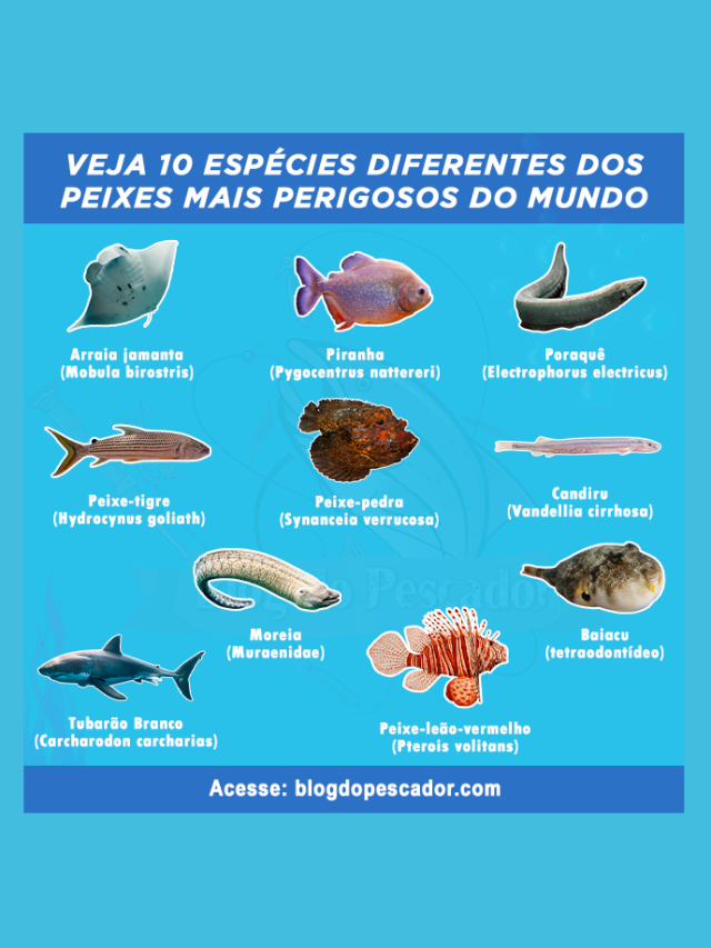 Top 10 peixes mais perigosos do mundo | Blog do Pescador