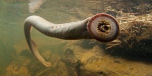 curiosidades da lampreia-marinha