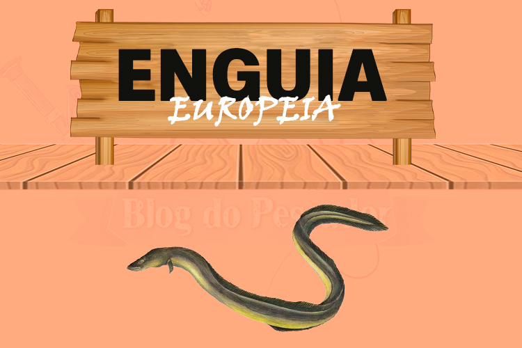enguia europeia
