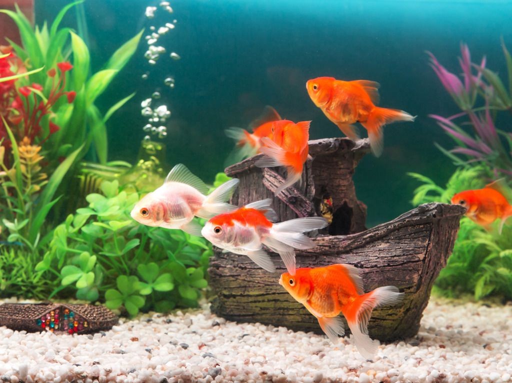 escolha os peixes ideais para montar um aquario em casa