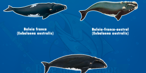 especies de baleias franca