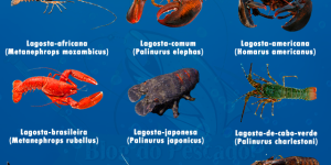 especies de lagosta